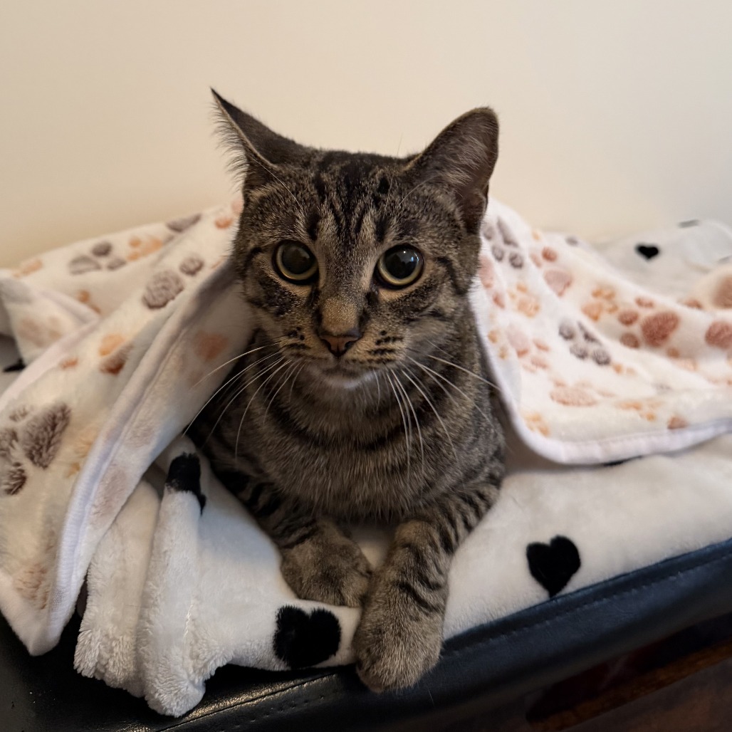 LILIANA (LILY) - Domestic Shorthair available for adoption