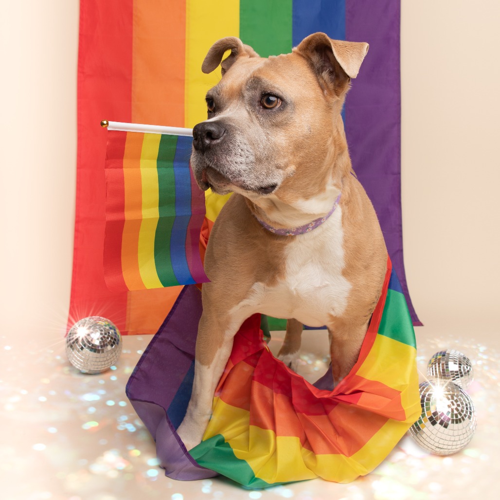 Sugar Cookie, adoptable senior dog