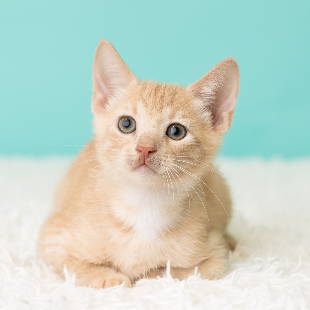 Freddie Neko, photo 3