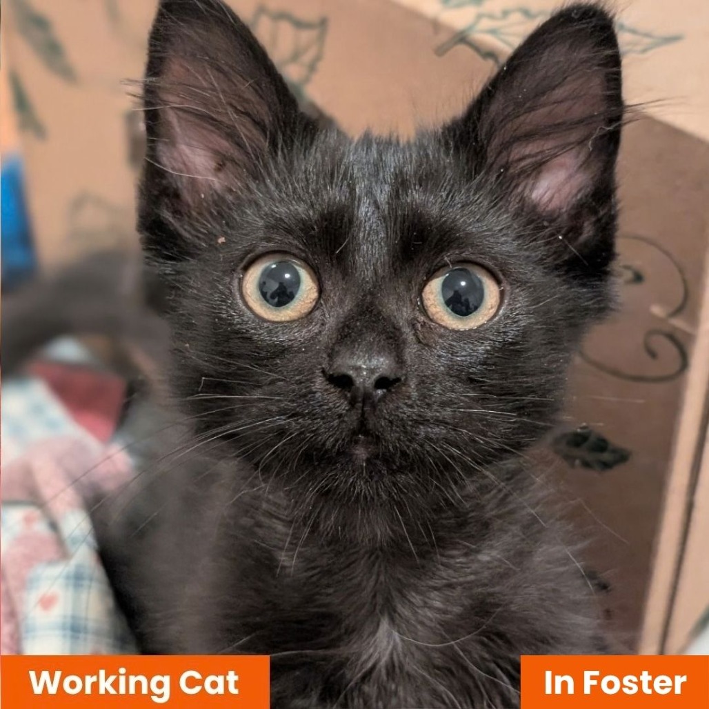 PETER PAN- WORKING CAT - Domestic Medium Hair available for adoption