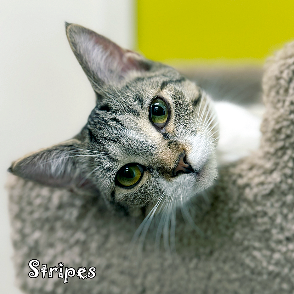 Stripes bonded with Greenie Beanie, an adoptable cat