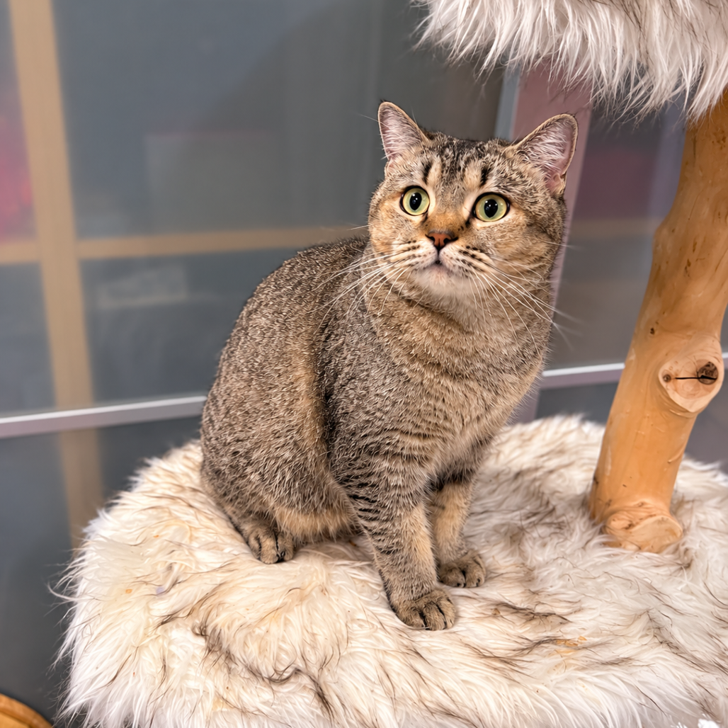 PUMPKIN - British Shorthair available for adoption