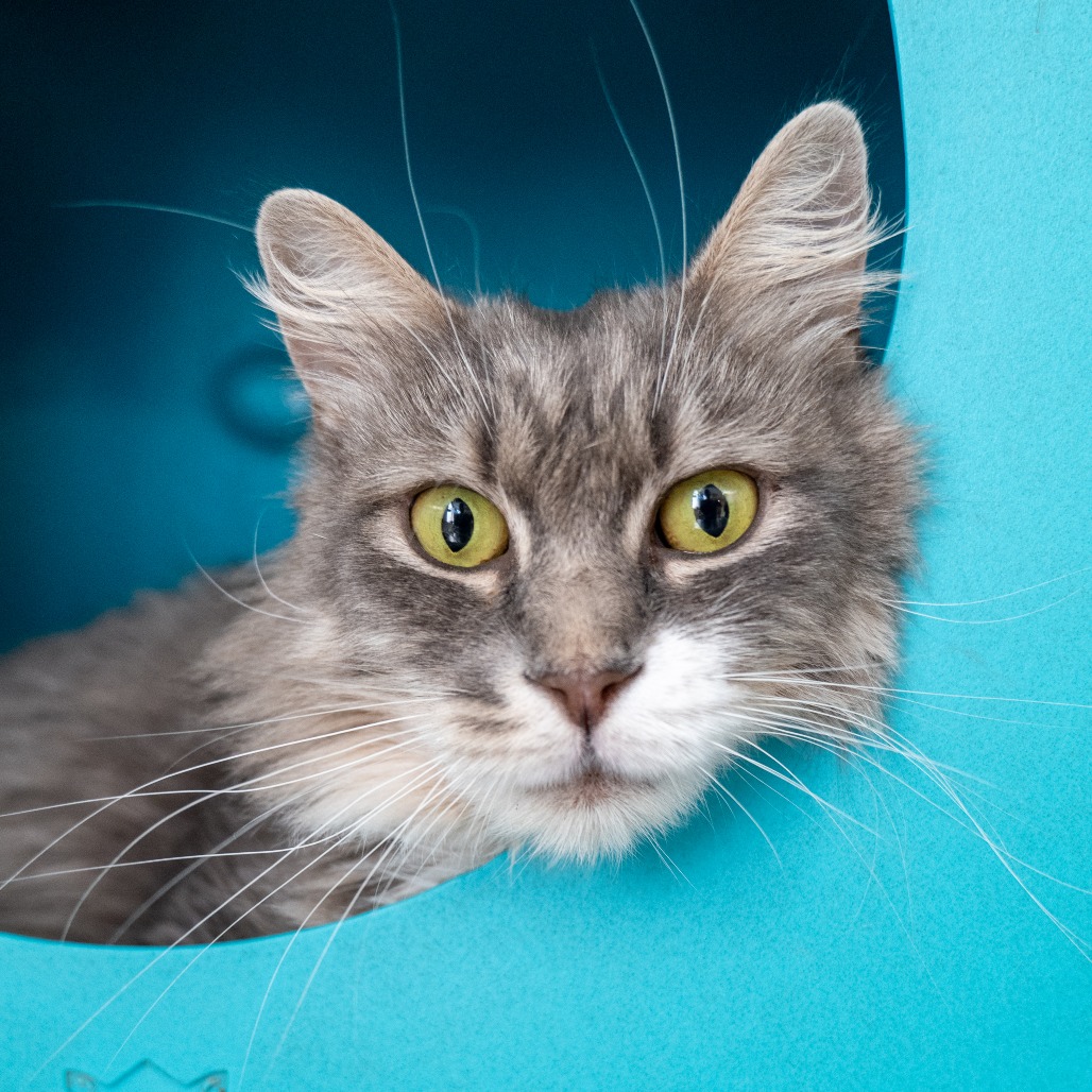 GRACIE - Domestic Medium Hair available for adoption