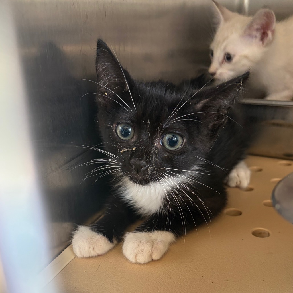 LITTLE MISS TEXAS - Domestic Shorthair available for adoption