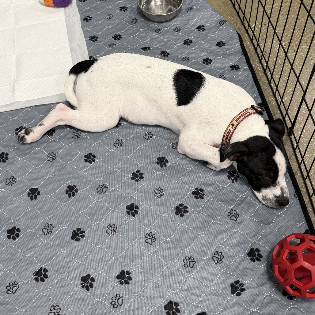 Petey, photo 5