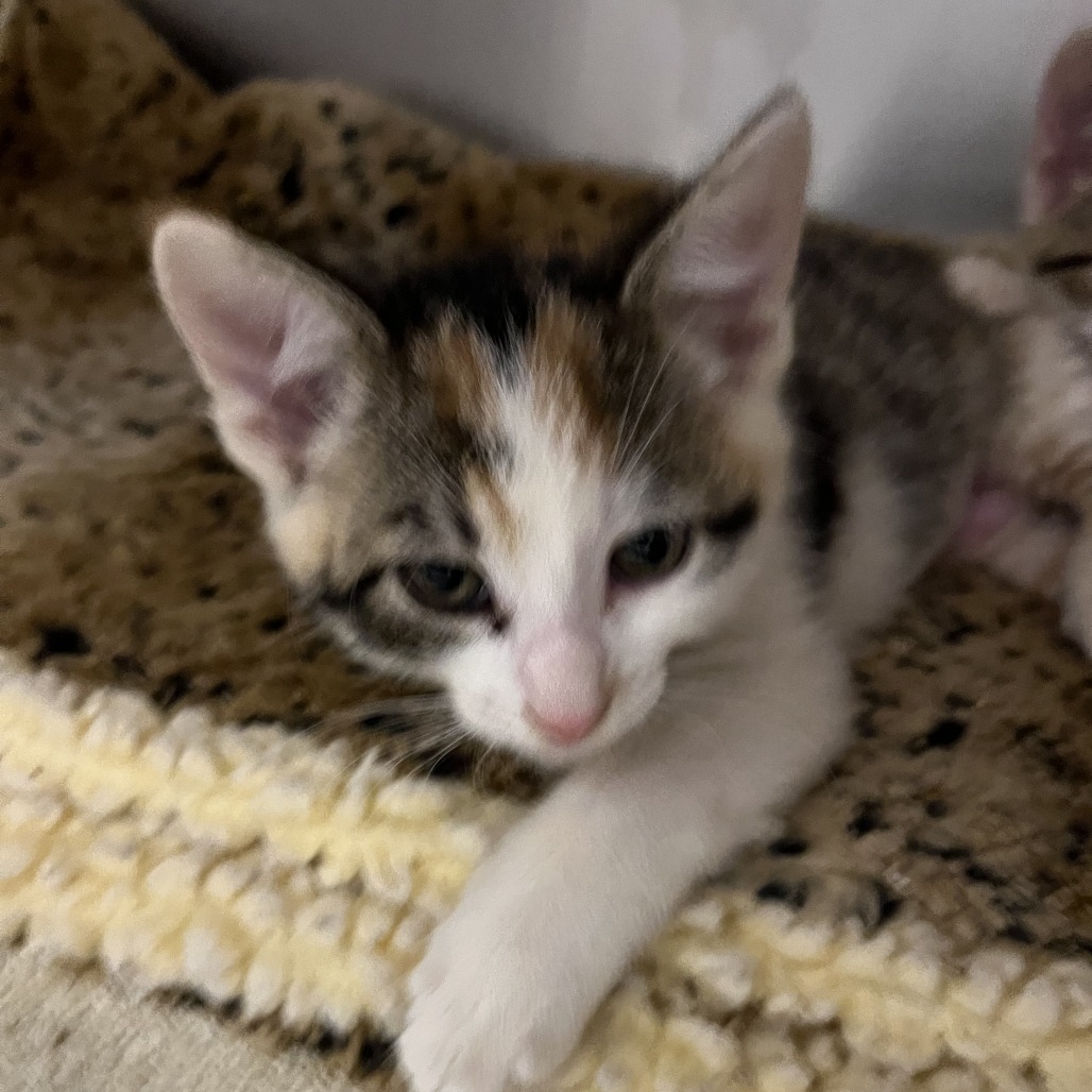 COCO - Domestic Shorthair available for adoption