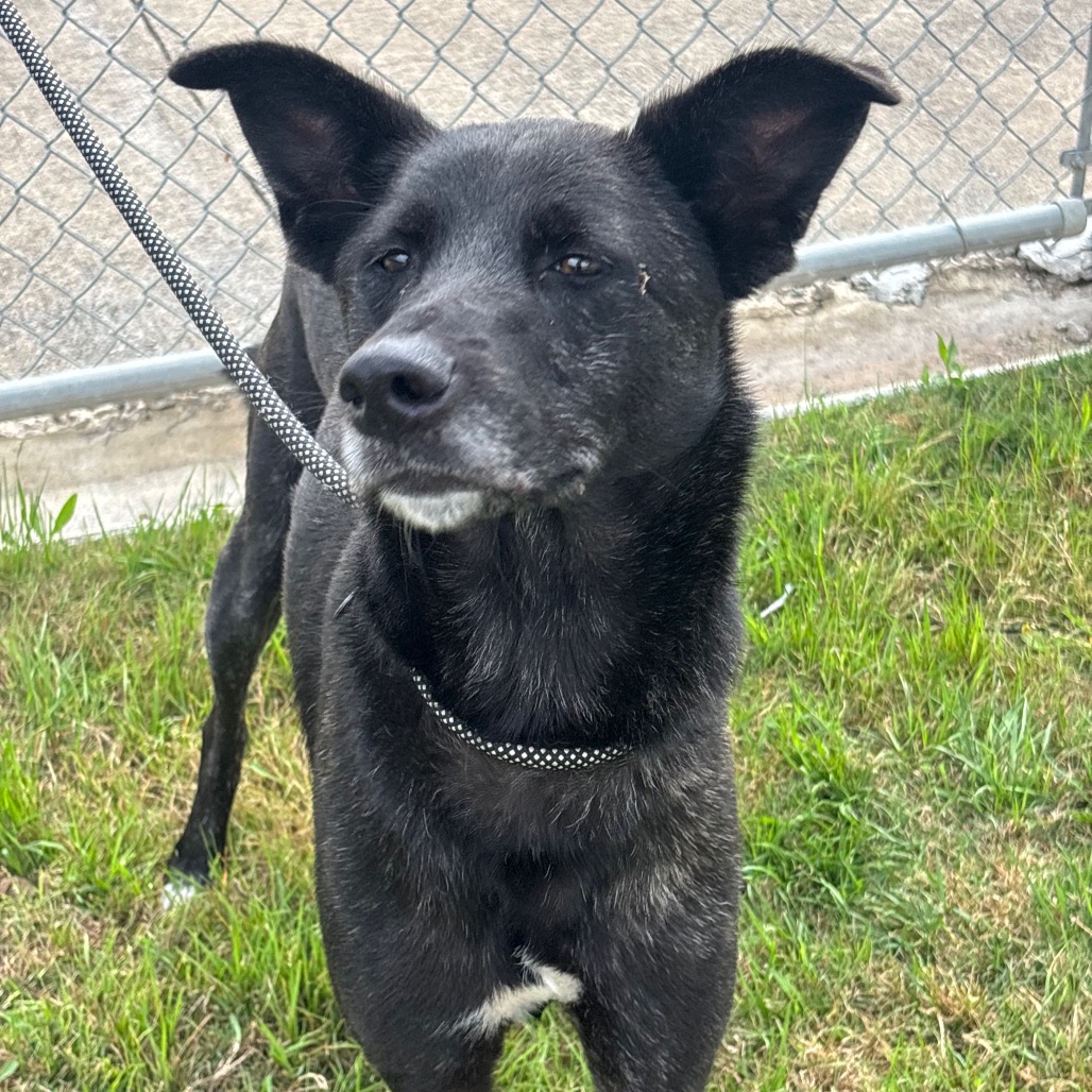 VEVE - Mixed Breed (Medium) / Mixed Breed (Large) available for adoption