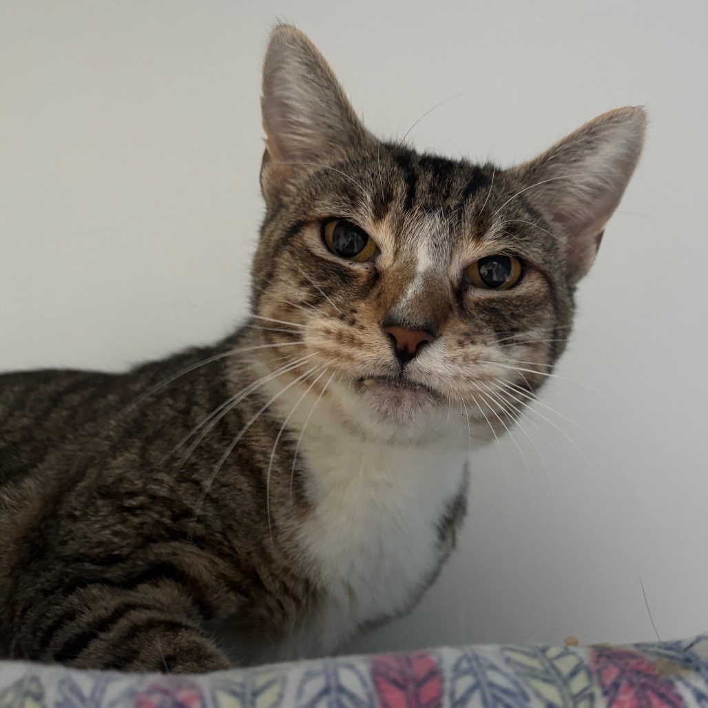 Farrah - Domestic Shorthair