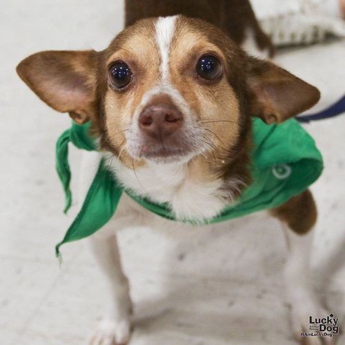 PARSONS - Chihuahua / Terrier available for adoption