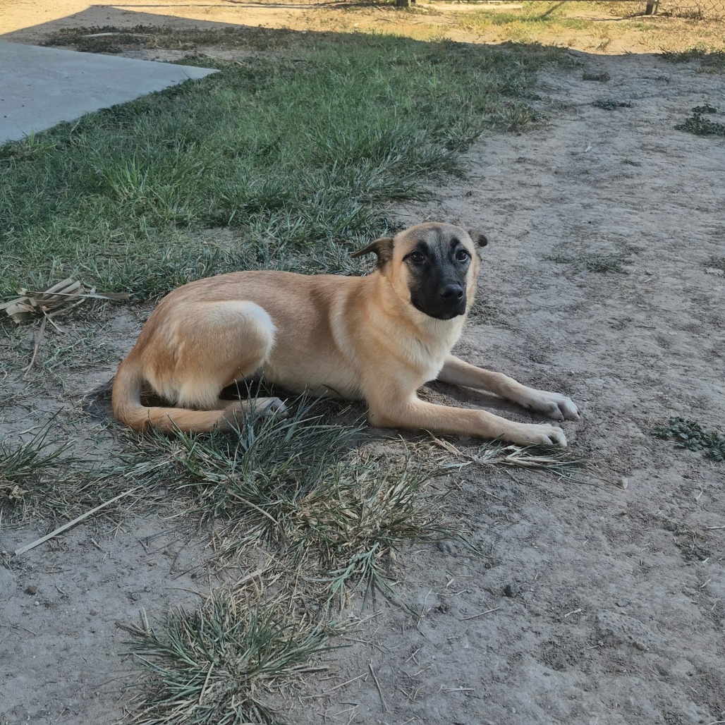 JOHARA - Shepherd available for adoption