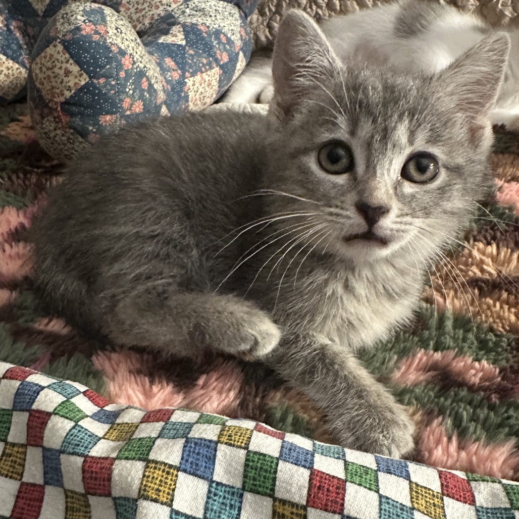 WAVERLY - Domestic Shorthair available for adoption