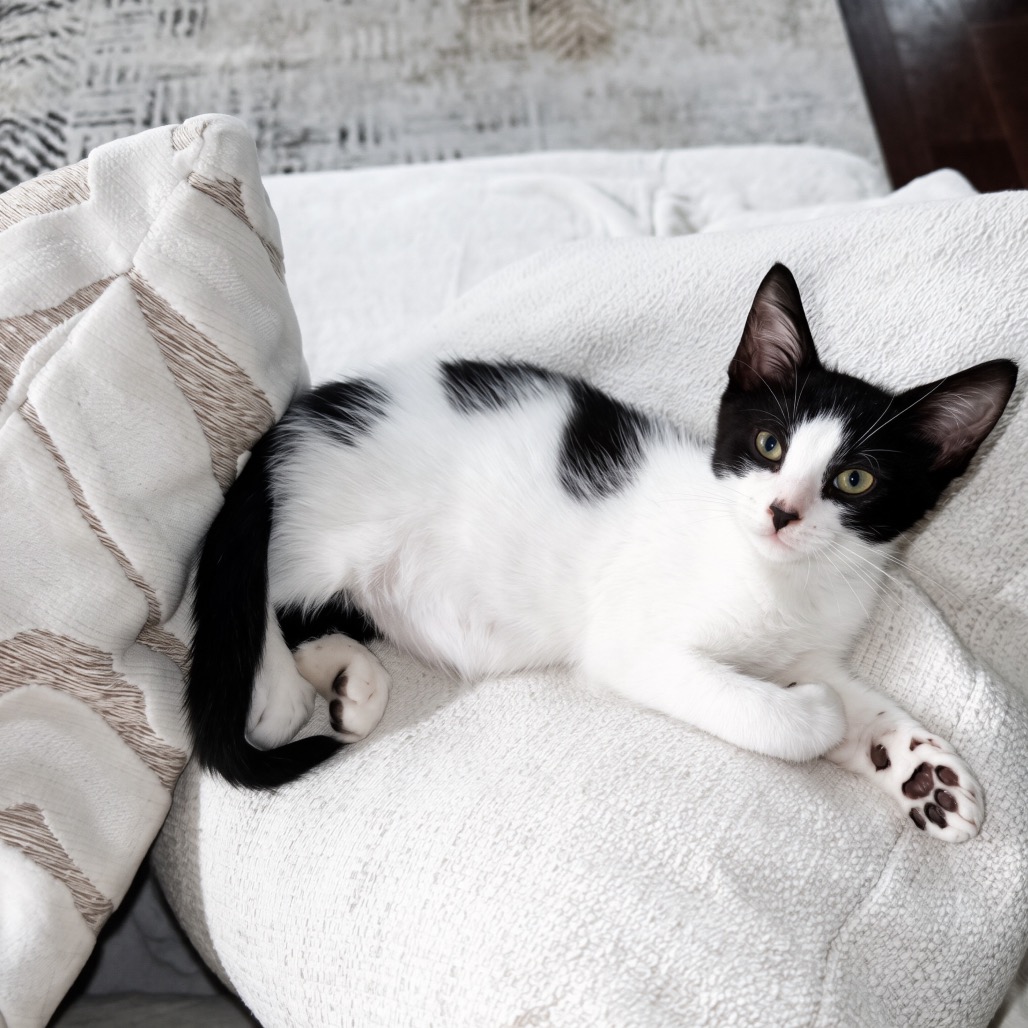 THEO (FORMERLY KNOWN AS TEDDY) - Domestic Shorthair available for adoption