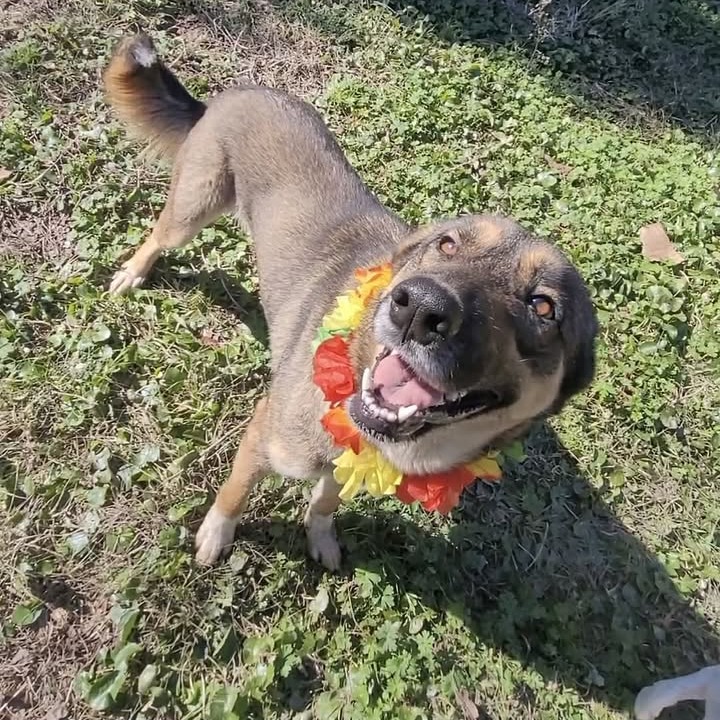 LOLA - Shepherd / German for adoption in Beaumont