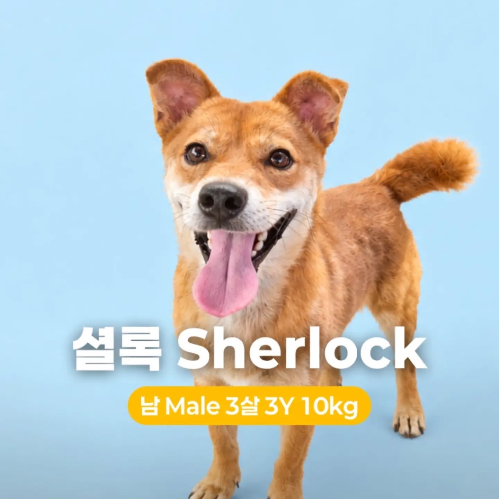 Sherlock Hw+