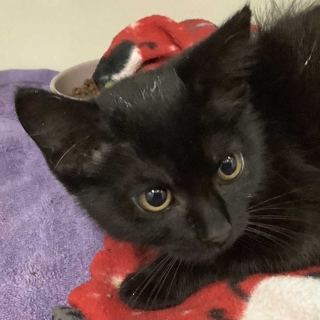 Neptune (blue collar) - Domestic Shorthair