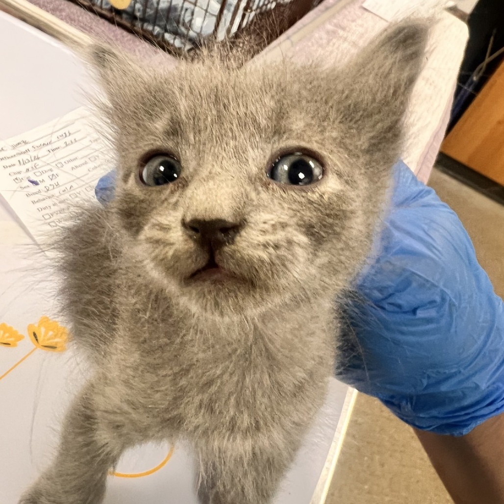 JOJO - Domestic Shorthair available for adoption