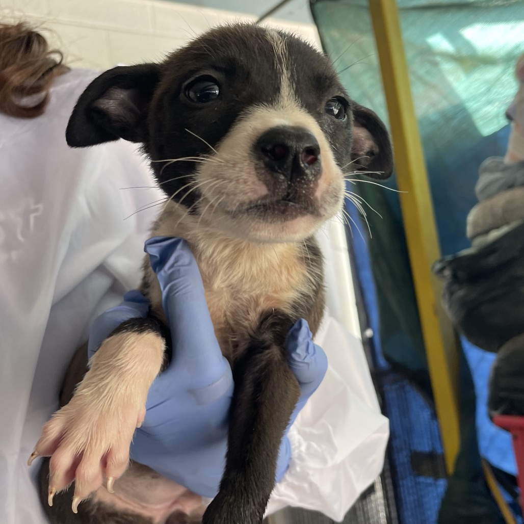 Pluto, available for adoption at PVAS