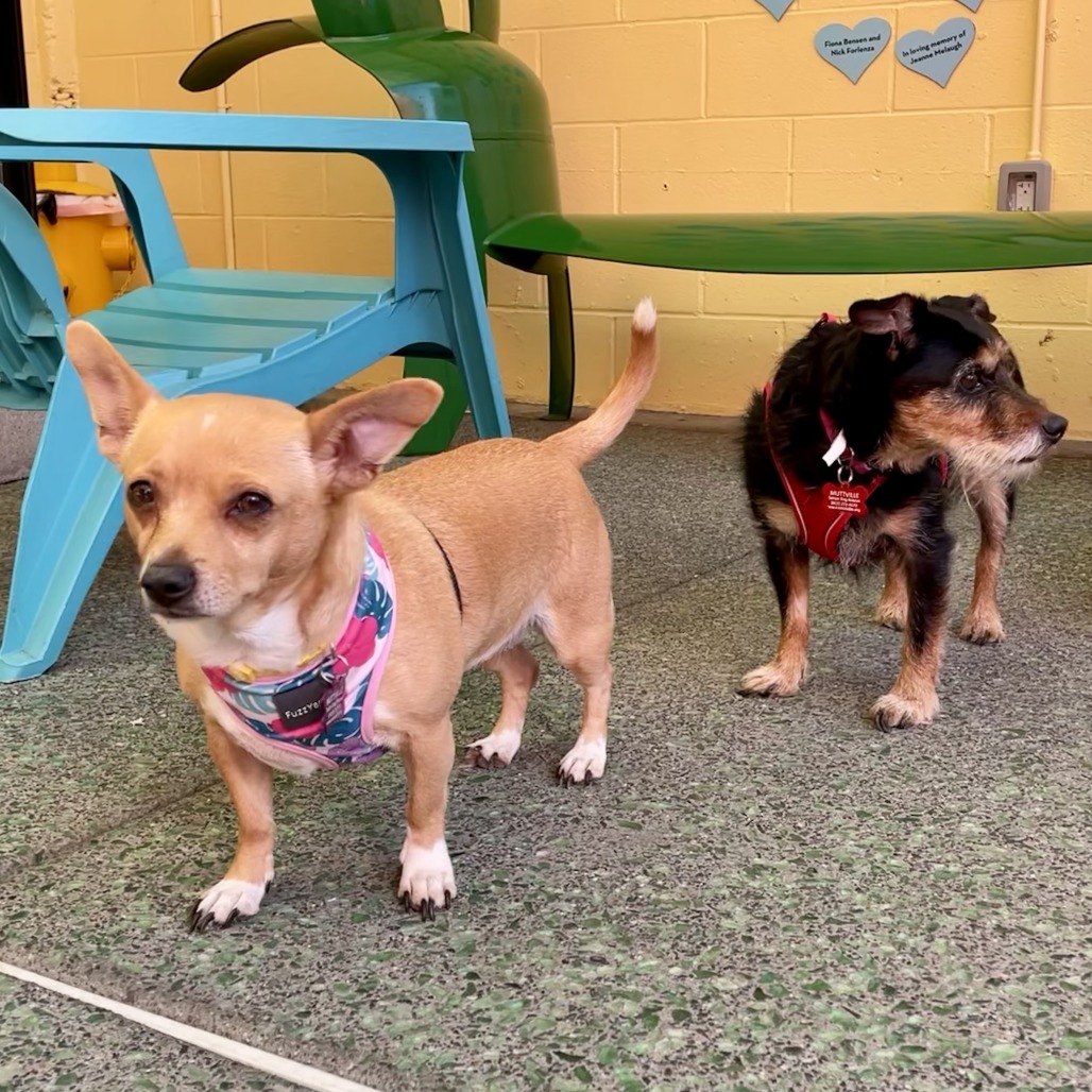 Aspen Annie 13873 — thumbnail 4