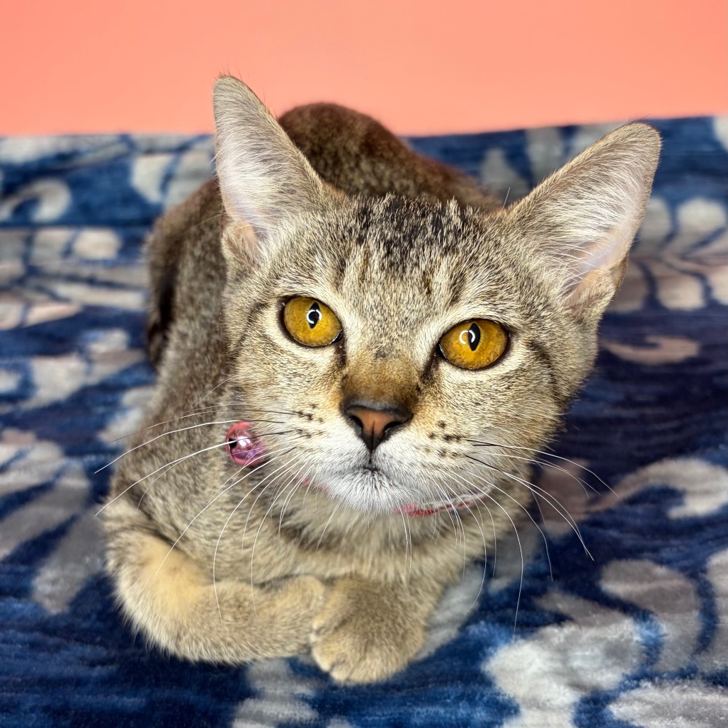 IRIS - Egyptian Mau available for adoption
