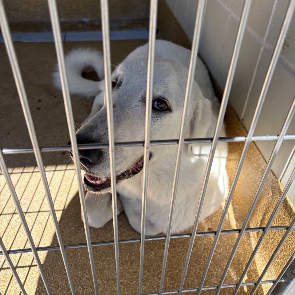 STEFAN - Pyrenees, Great / Mixed Breed (Large) available for adoption