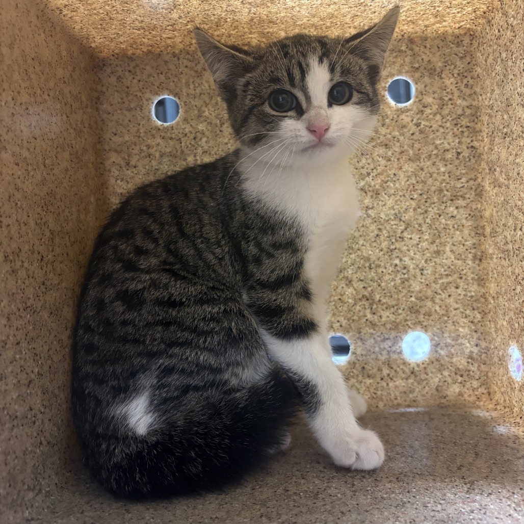 Working Kitten Thin Mint
