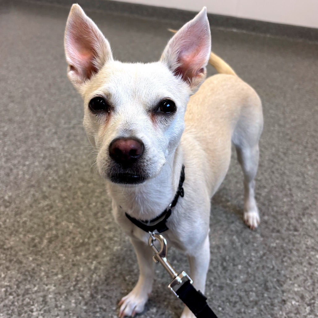 Clove — thumbnail 3