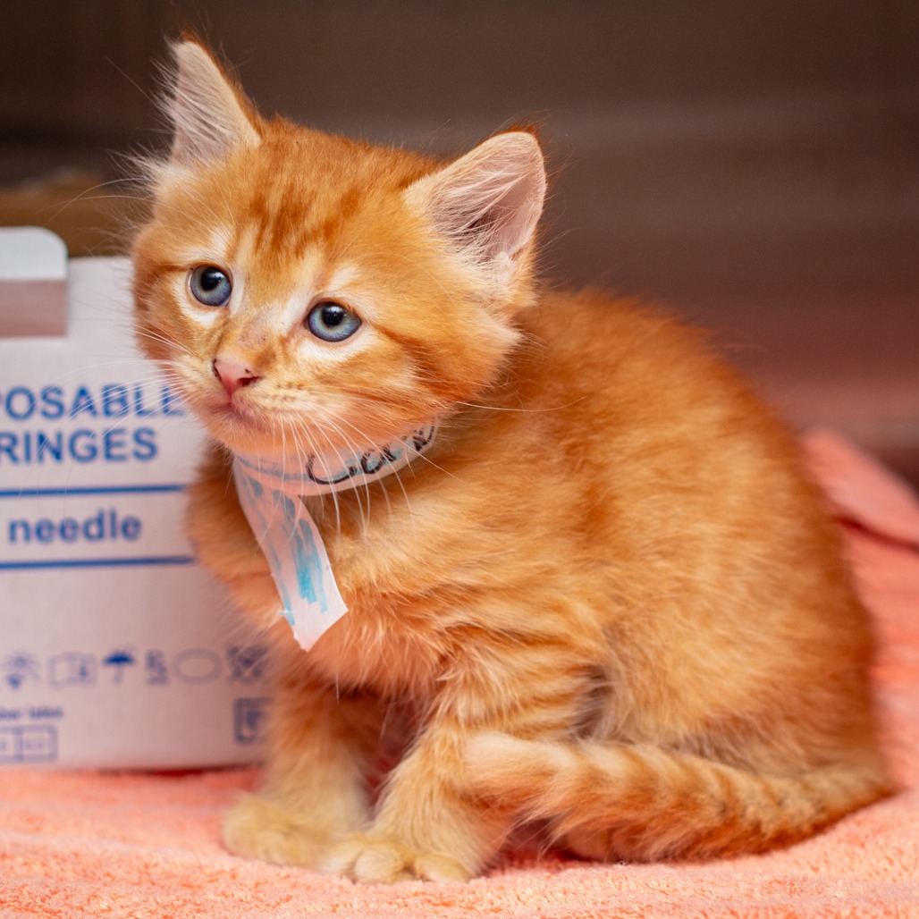 CORTADO - Domestic Medium Hair available for adoption