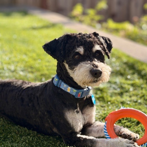 Animal named Truffle