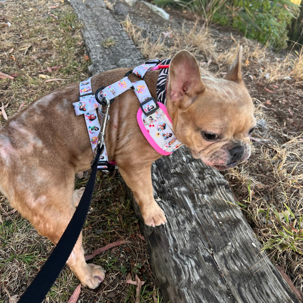 Lola