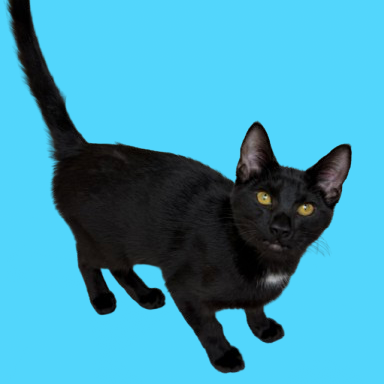 Tusc Stray 82263
