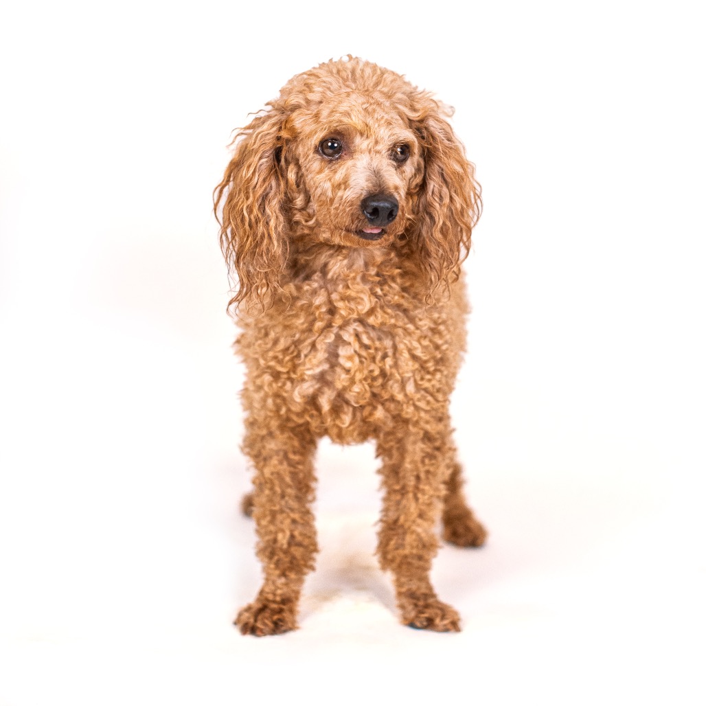 Poodle