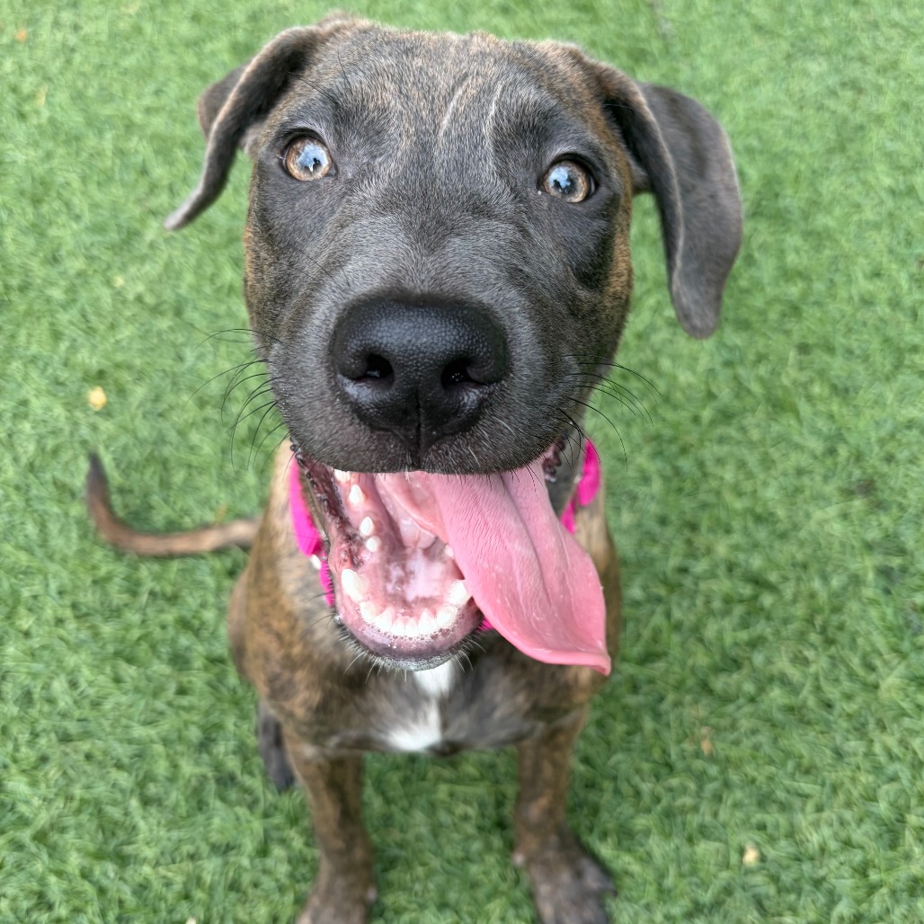 INCLINE - Terrier / American Pit Bull available for adoption