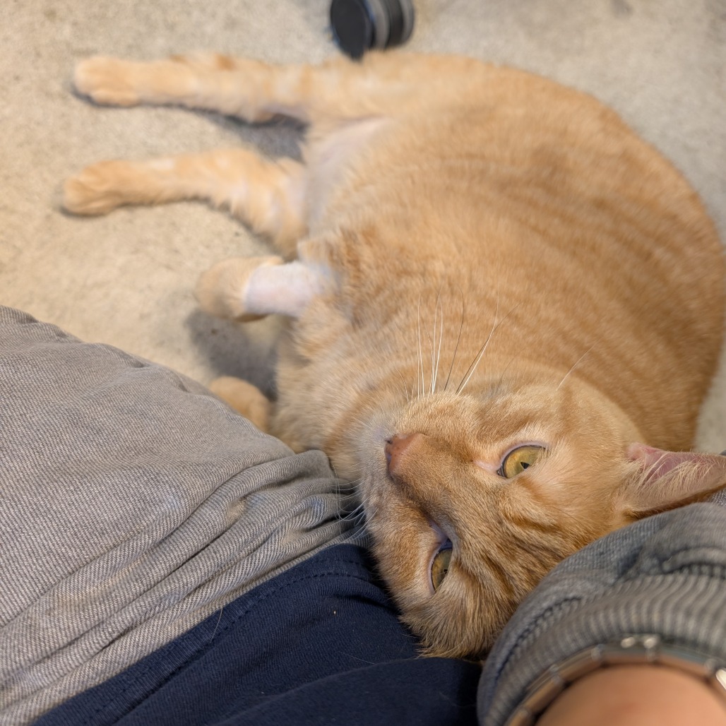 MILIFICENT - Domestic Shorthair for adoption in Baltimore