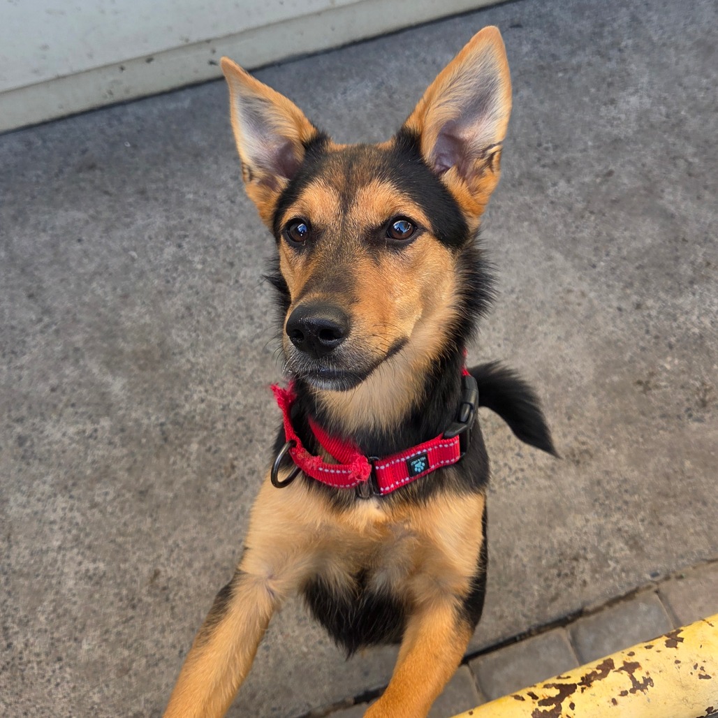 Ember — thumbnail 3