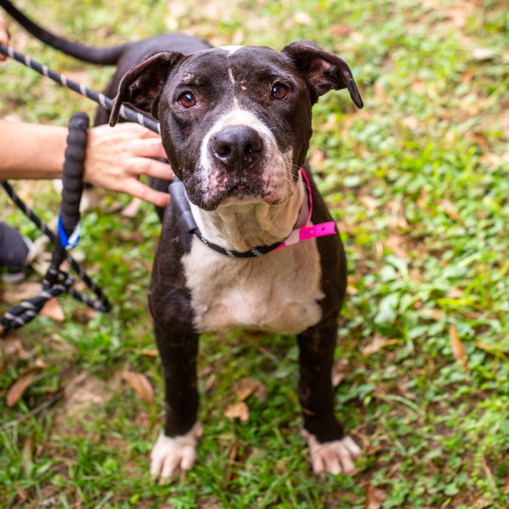 Flower Crown Diva, photo 3
