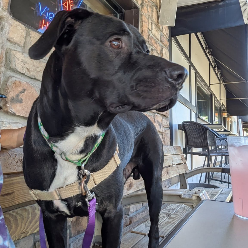 Photo of Shadow