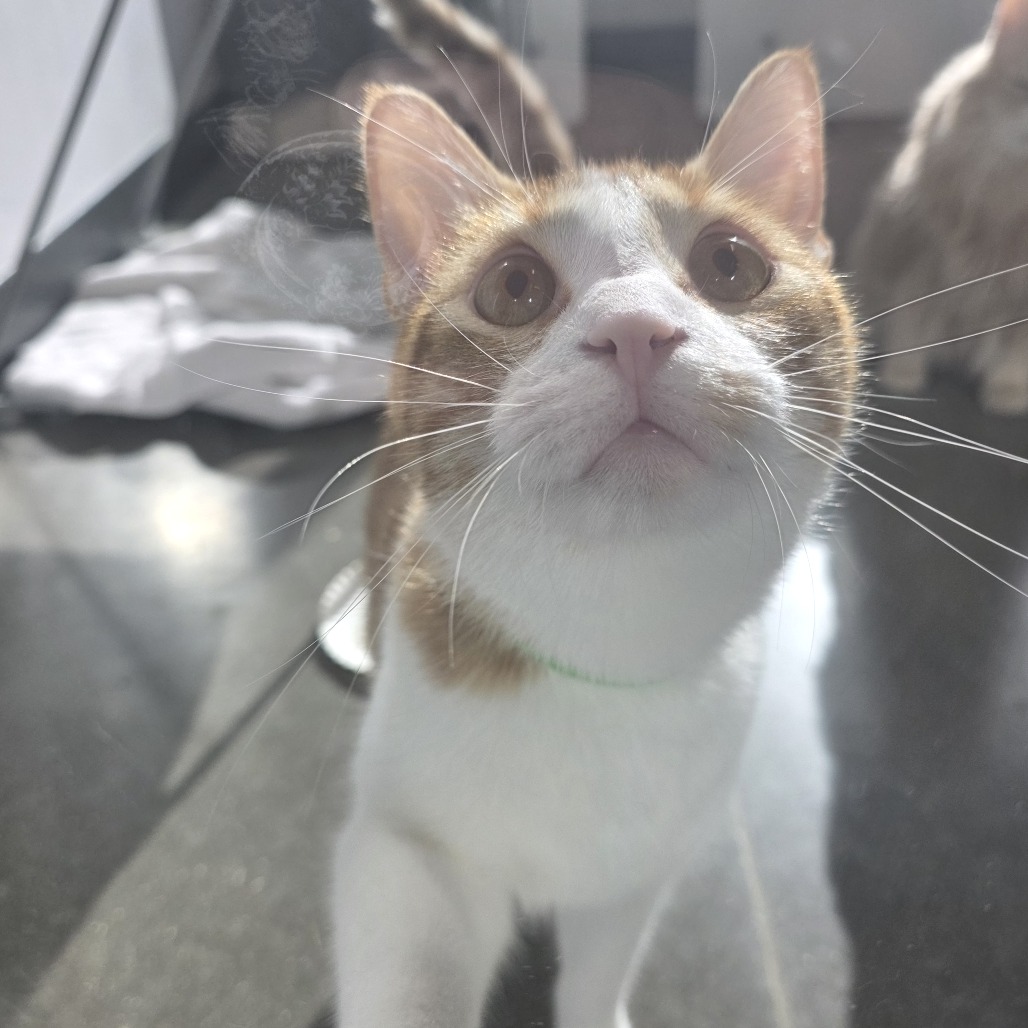 Oliver