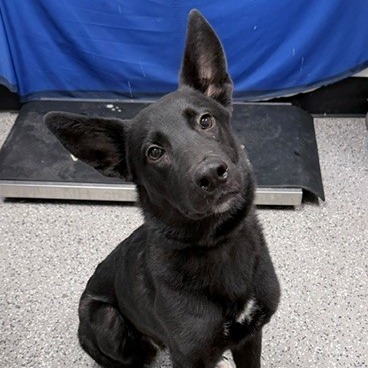DEVON - Shepherd available for adoption