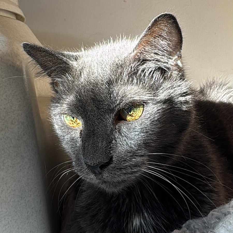 Shadow, photo 5