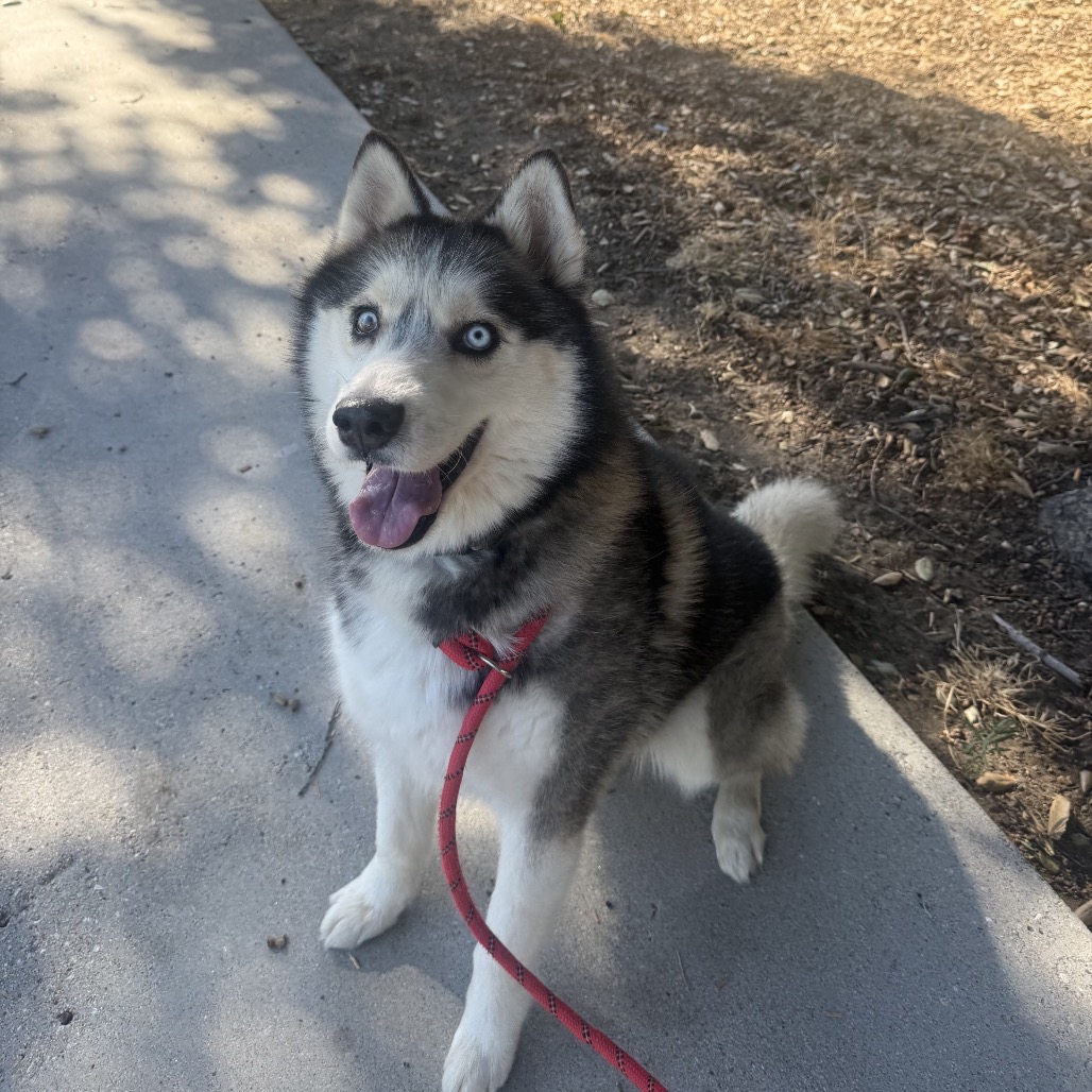 BENTLEY, photo 7