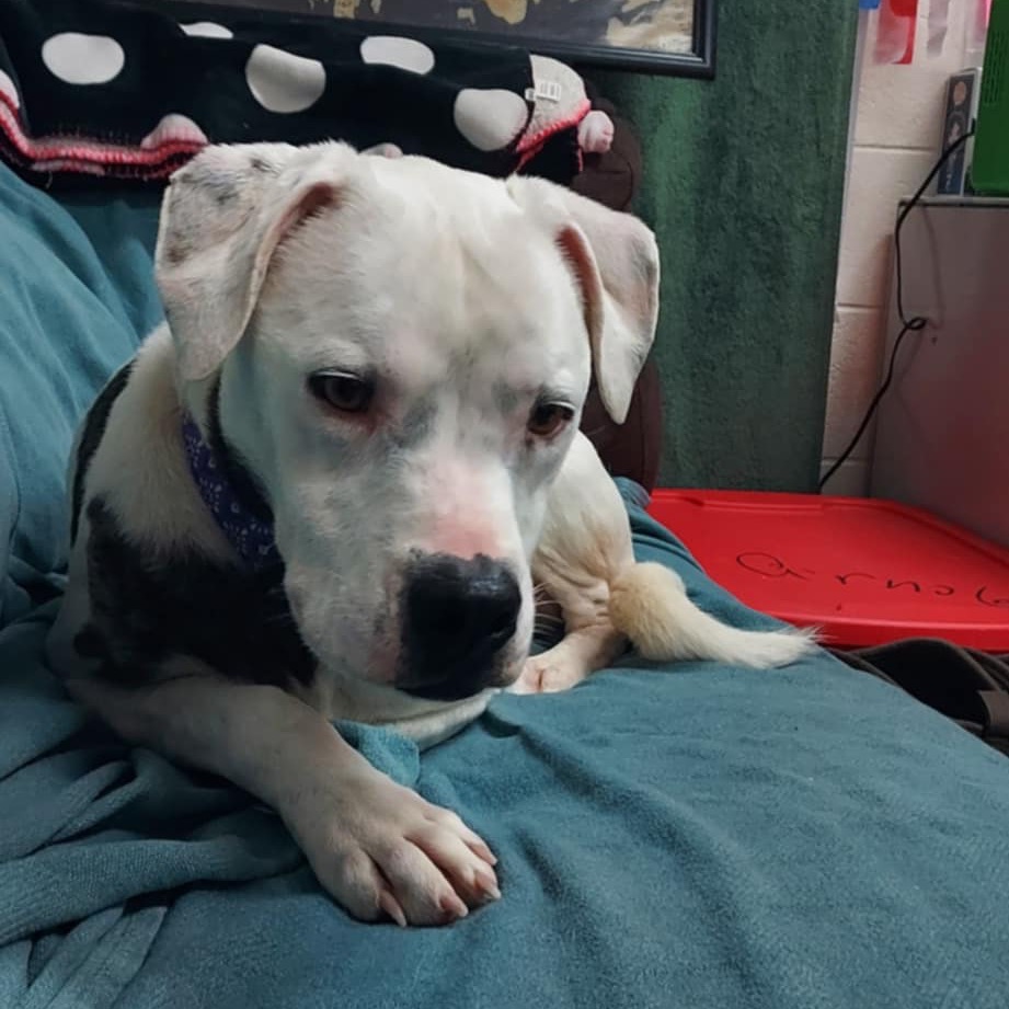 Jasper Cullen — thumbnail 4