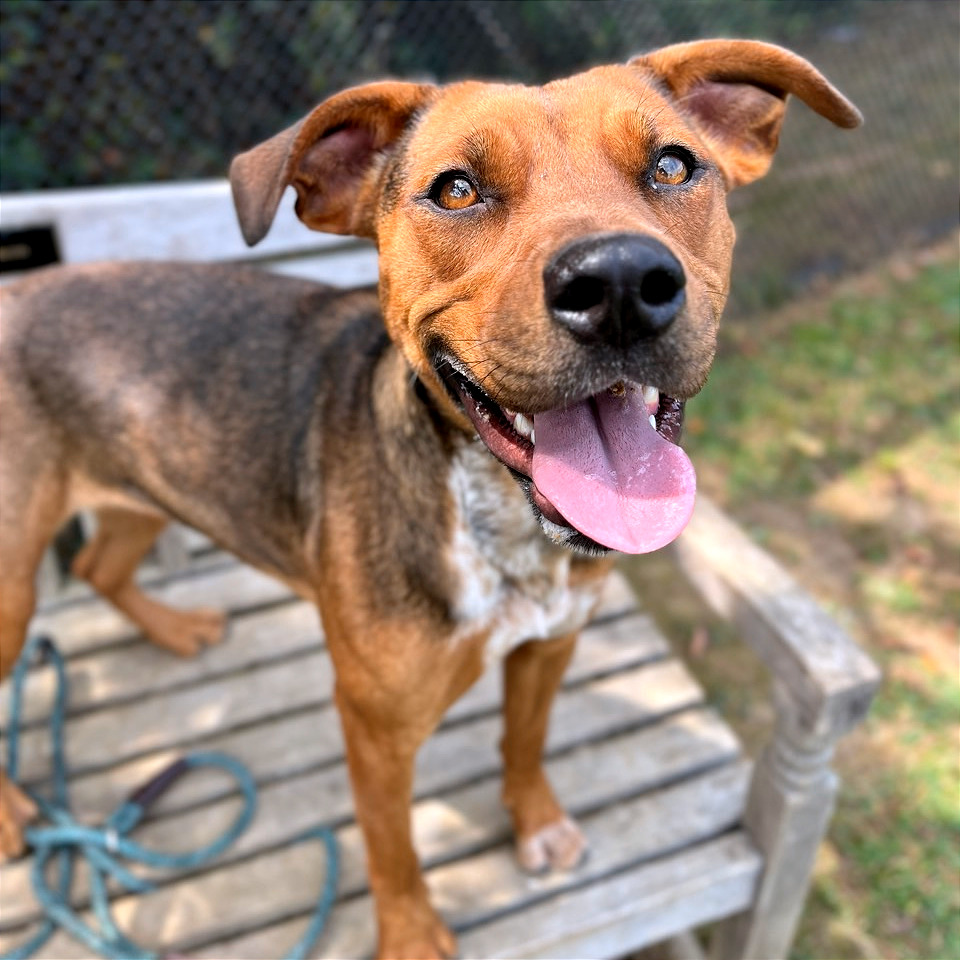 Chani — thumbnail 7