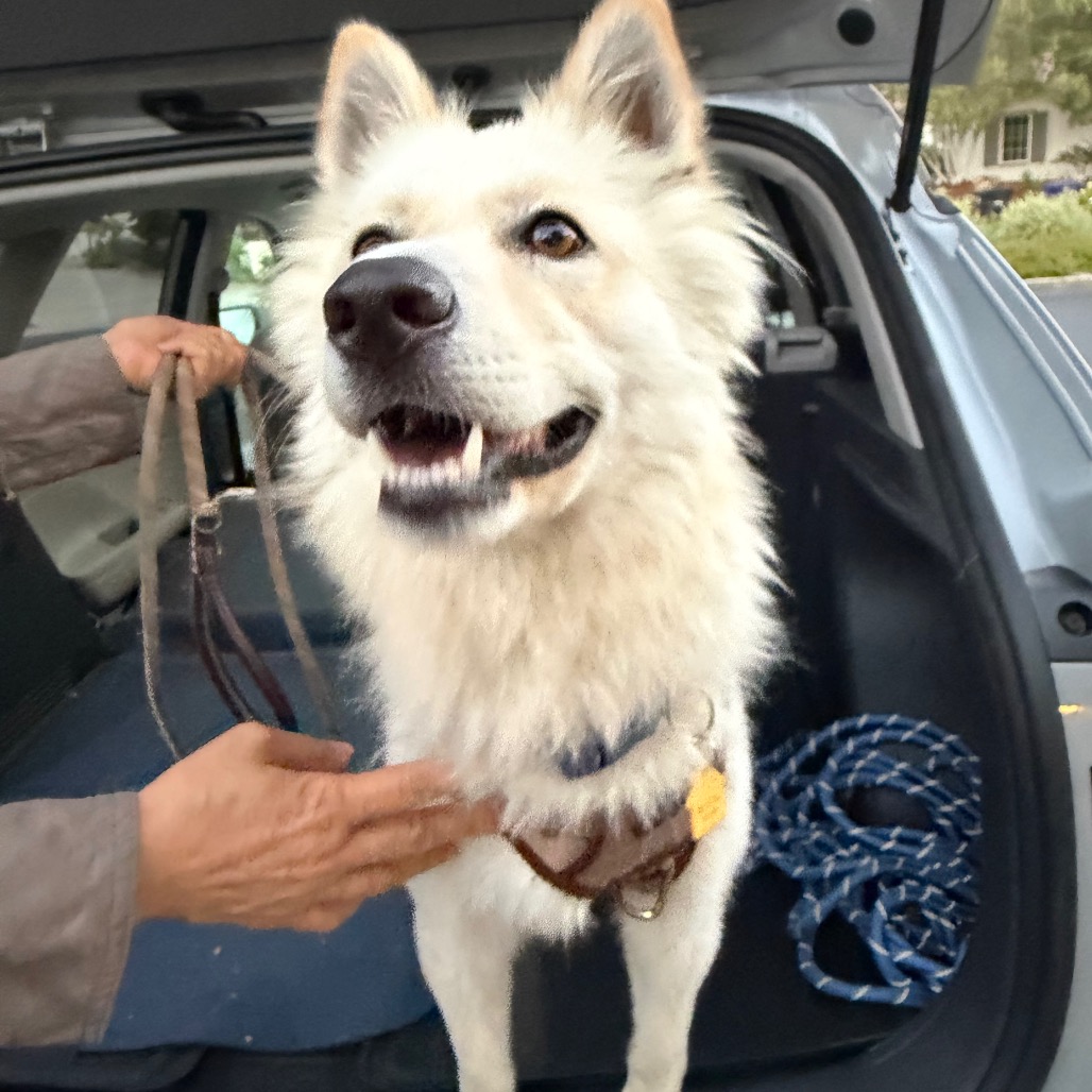 Jasper, photo 4