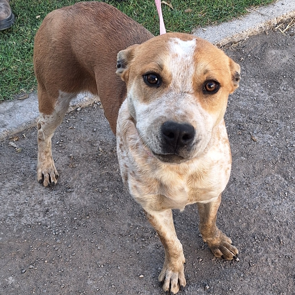 Almond Joy — thumbnail 7