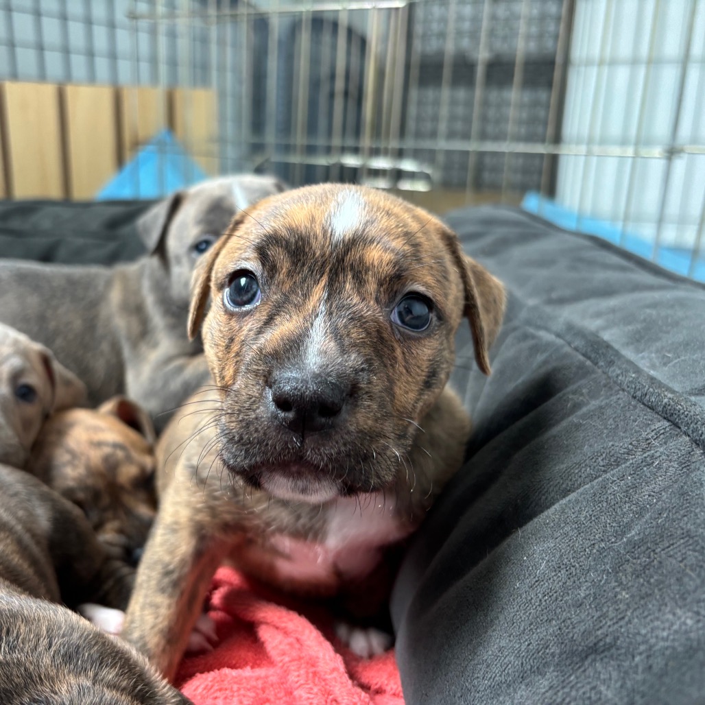 Miami Puppy - Willow, photo 4