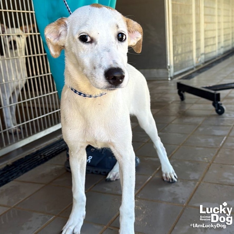 LEXI DEE - Shepherd / Retriever available for adoption