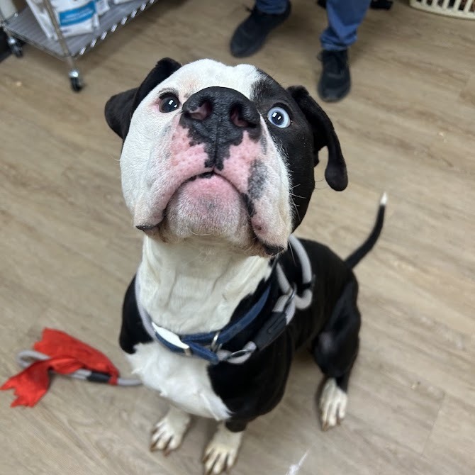 Azraq — thumbnail 5