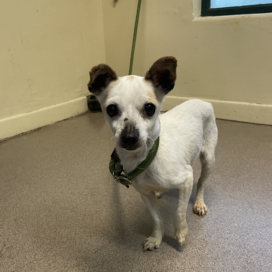 Chihuahua