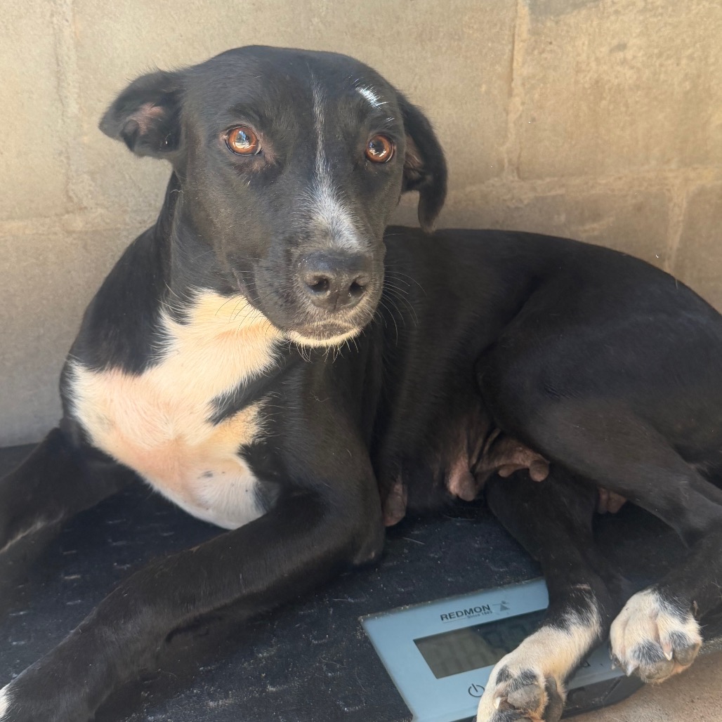 Tusc Stray 85938 2