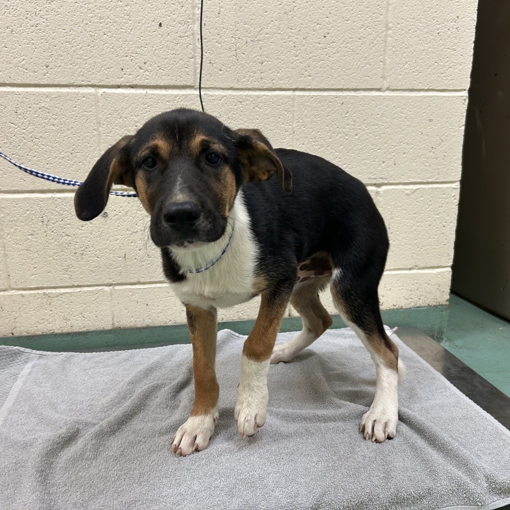 Woody — thumbnail 2